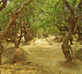 El Bosque de Vrindavan